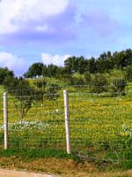 sizilien_im_november_03