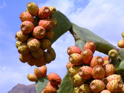 fighi_d_india_200509131