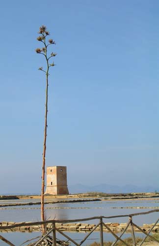 salinen_trapani_200509280
