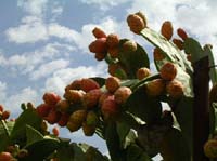 fighi_d_india_200509130