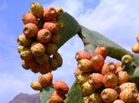 fighi_d_india_200509131