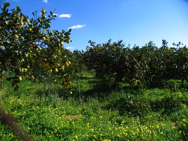 posted in Sizilien im Maerz