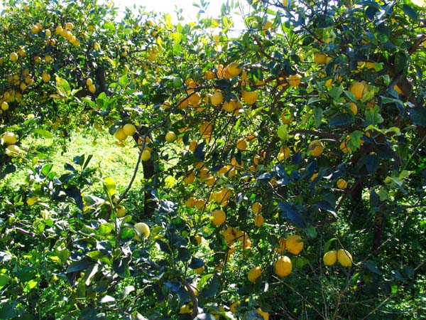 Sizilien im Maerz, Urlaub in Sizilien, Ferienwohnung, preiswert und Komfortabel wohnen bei UllaeGino in Terrasini