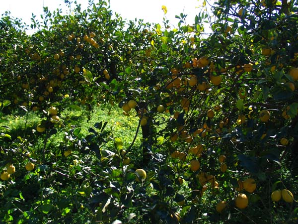 Sizilien im Maerz, Urlaub in Sizilien, Ferienwohnung, preiswert und Komfortabel wohnen bei UllaeGino in Terrasini