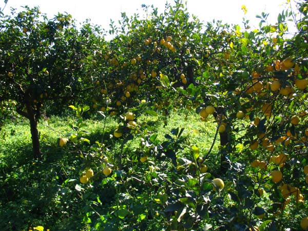 Sizilien im Maerz, Urlaub in Sizilien, Ferienwohnung, preiswert und Komfortabel wohnen bei UllaeGino in Terrasini