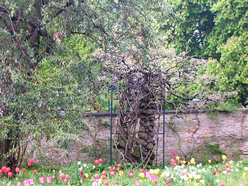 weinheim_hermannshof_09