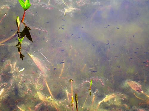 weinheim_hermannshof_25